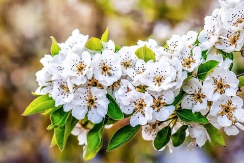 Blooming Pears