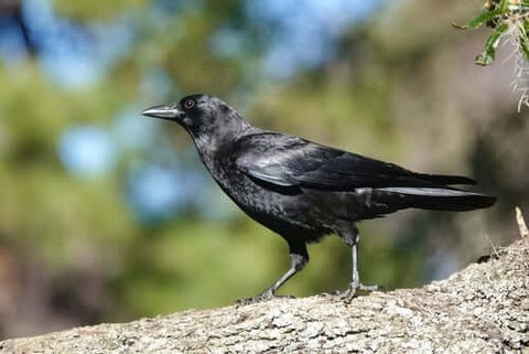 Crow