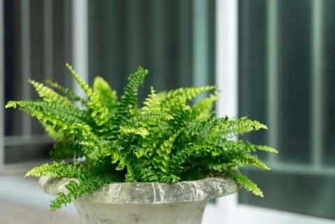 Container Ferns