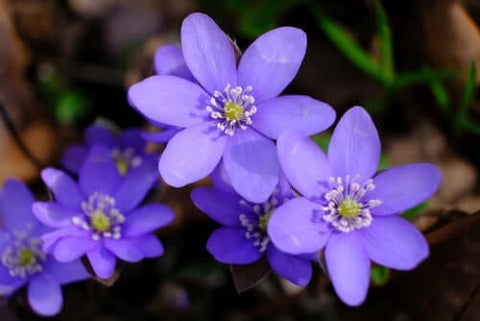 Hepatica