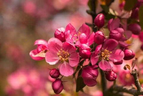 Flowering Tress