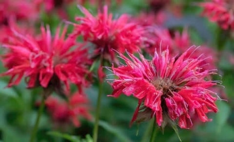 Monarda Bee Balm