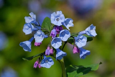 Virginia Bluebells