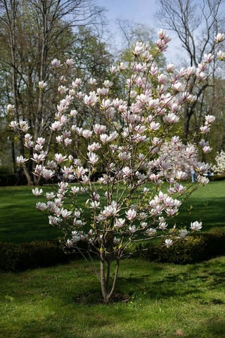 Magnolia