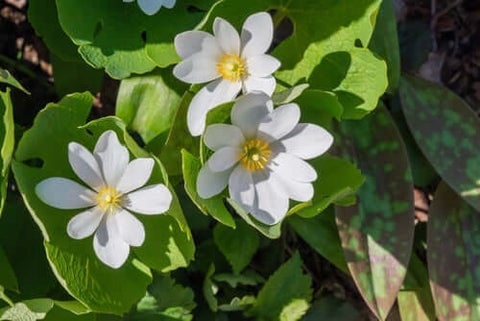 Bloodroot