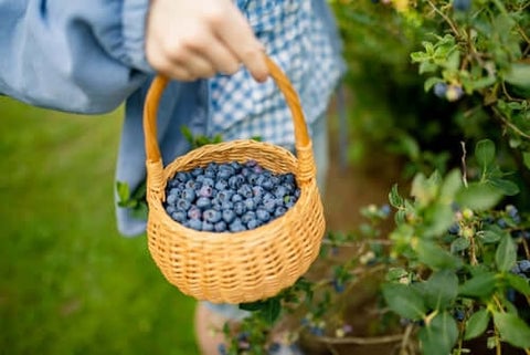 blueberries