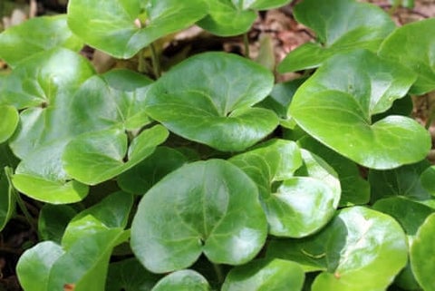 Wild Ginger