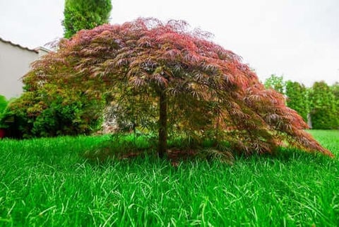 Japanese Maple