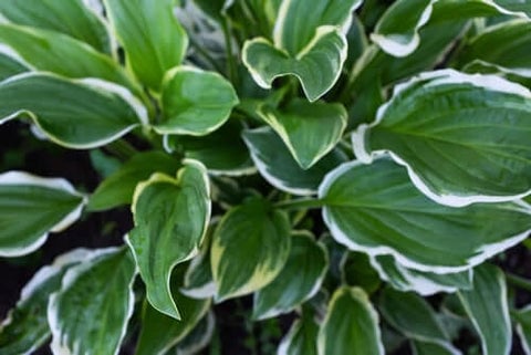 hosta