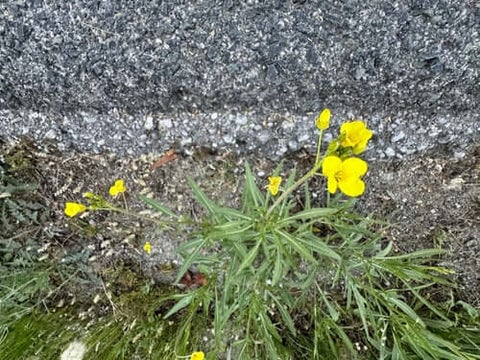Hairy Buttercup