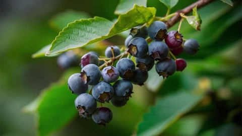 Huckleberries