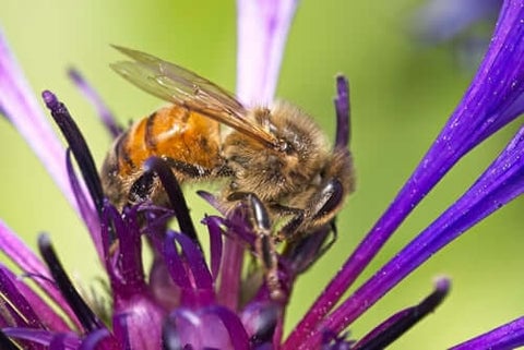 Bees