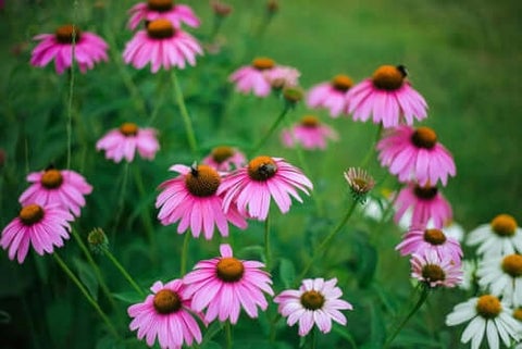 Coneflower