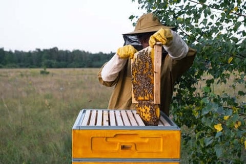 bee keeping