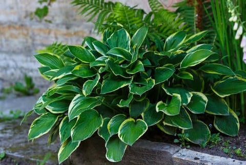 hosta