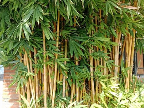 Bamboo