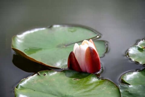 Water Lily