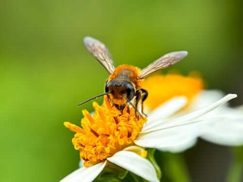 bees