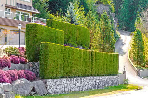 Privacy Hedges