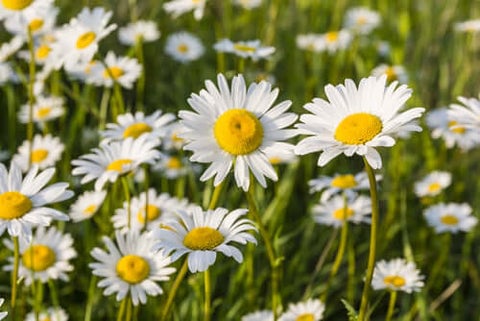 Ox Eye Daisy