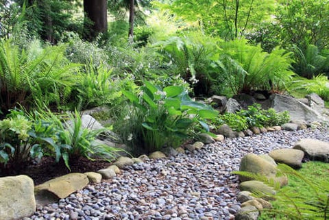 Fern Garden