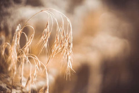 Wild Oats
