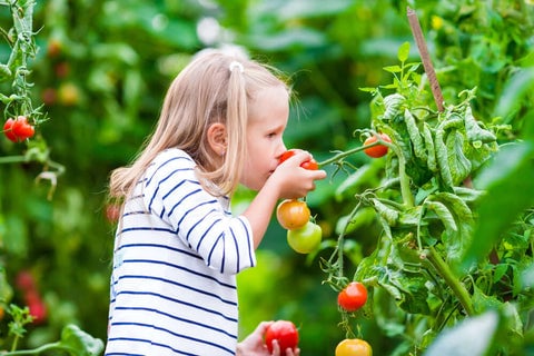 Child and tomatoes