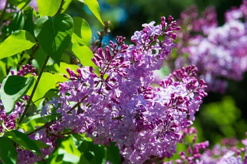 Lilac Shrub