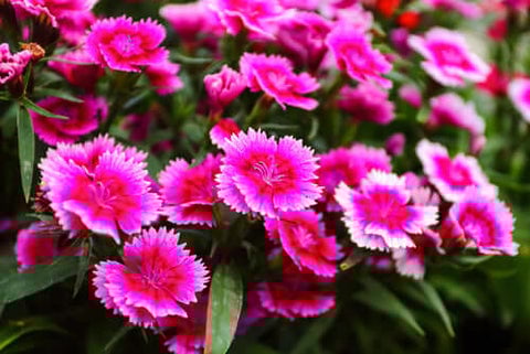 Dianthus