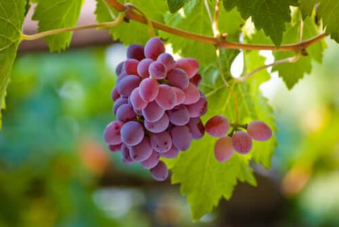 Grapes