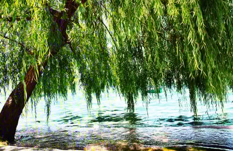 Weeping Willow