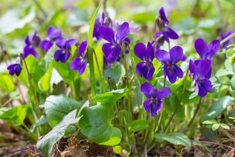 Sweet Violet