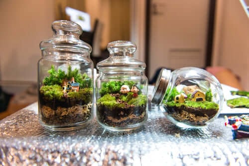 moss Terraiums