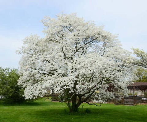 White Princess Dogwood Tree