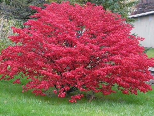 A burning bush from TN Nursery