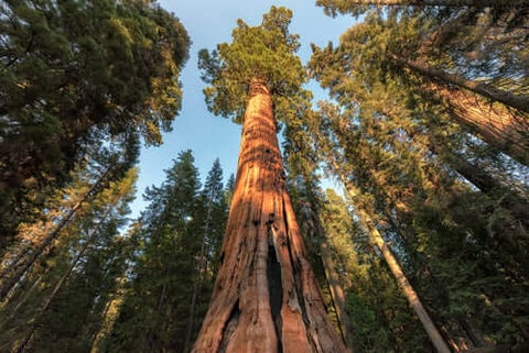Redwood Tree