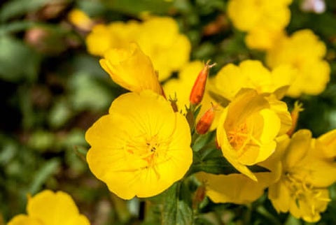Evening Primrose