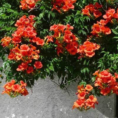 Trumpet vine from TN Nursery