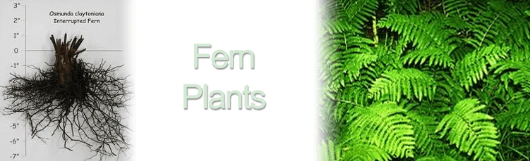 Fern Plants