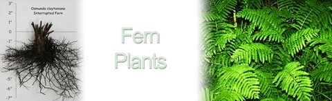 Fens