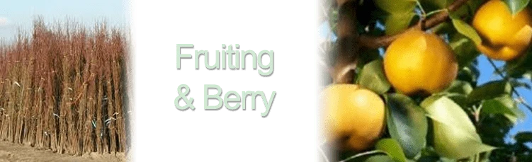 Berry