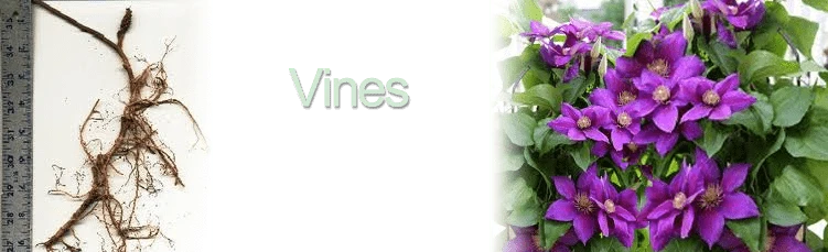 Vines