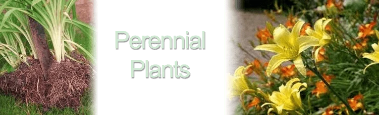 Plants