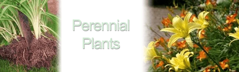 Perennial Plants