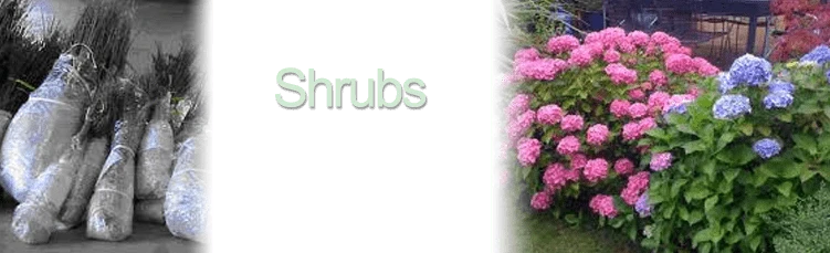 Shurb