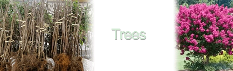 Trees