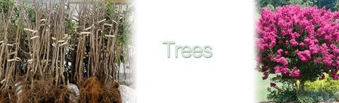 Trees