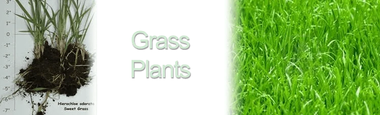 Grass