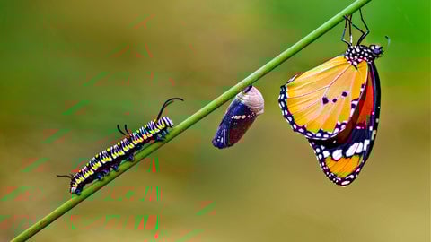 Butterfly