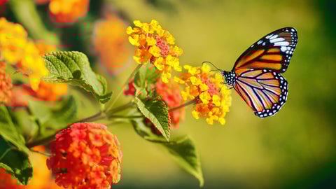 Butterfly weed
